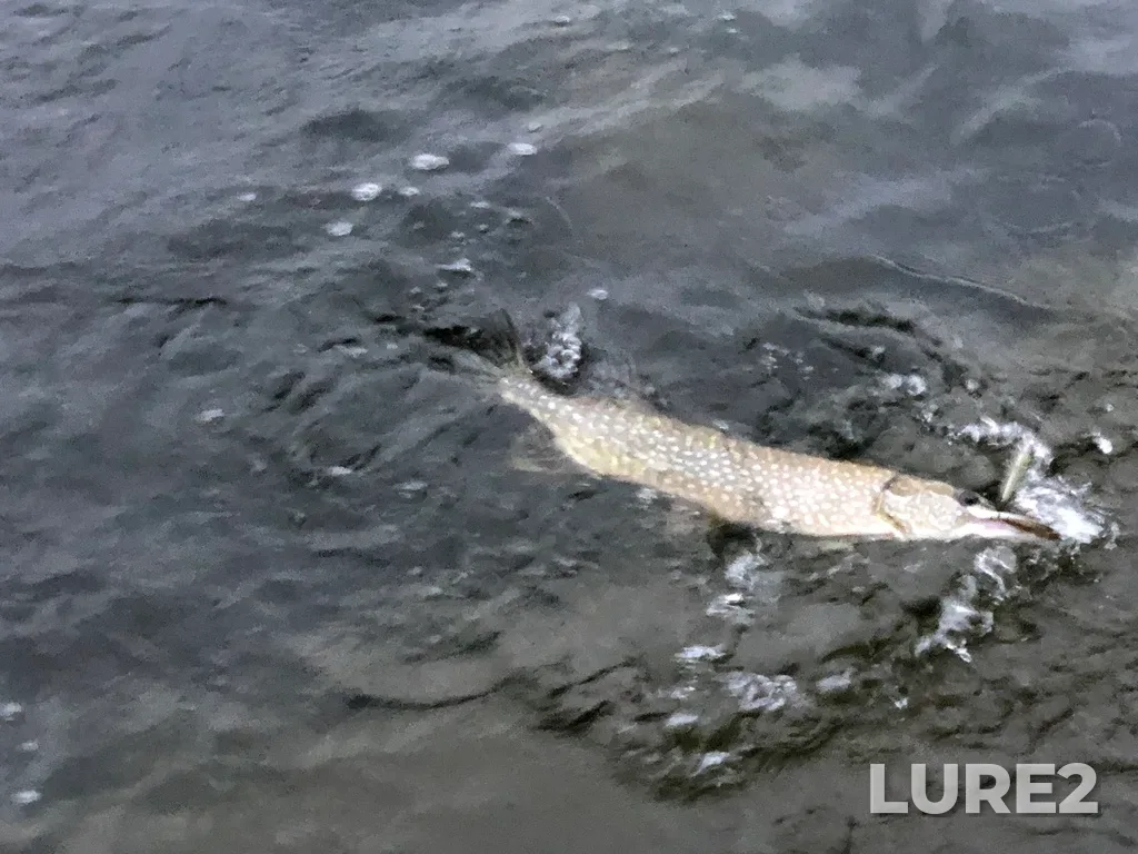 Pike — Dryberry Lake, Aug 22, 2023, 7:57 PM