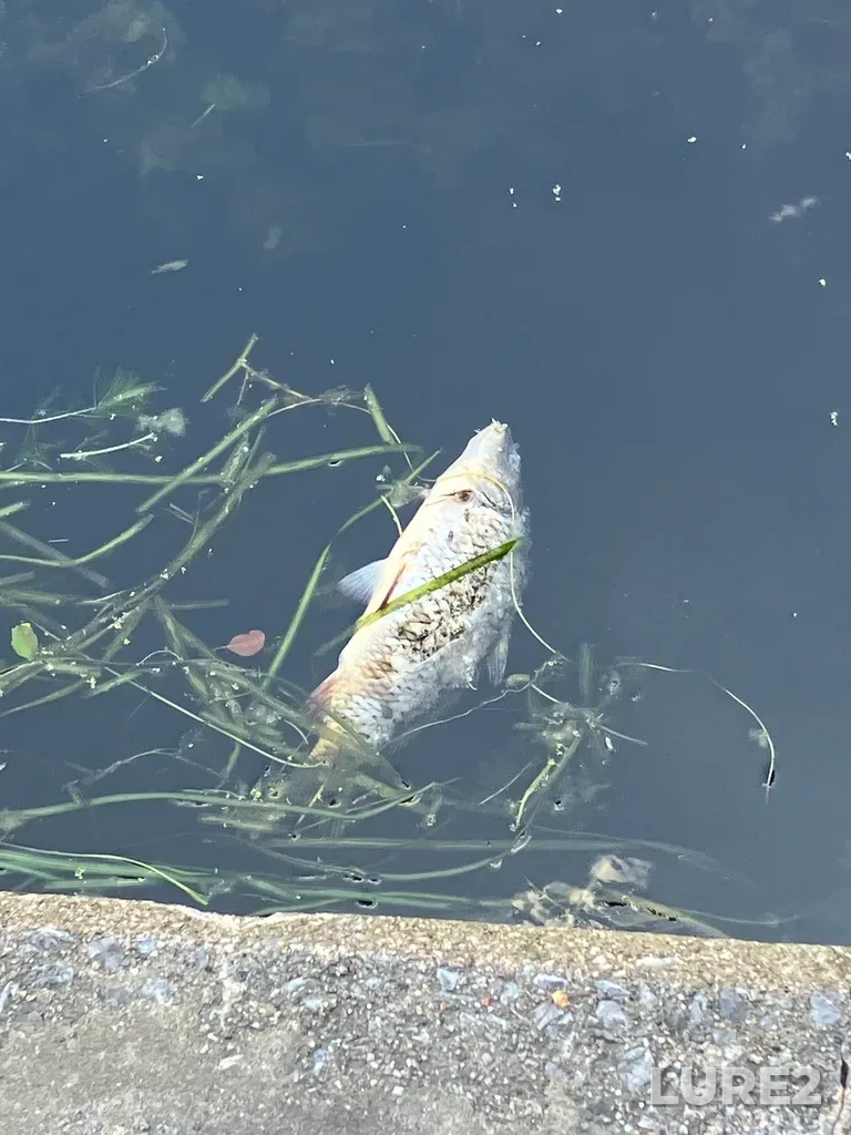 Carp — Ottawa River, Aug 29, 2023, 12:37 PM