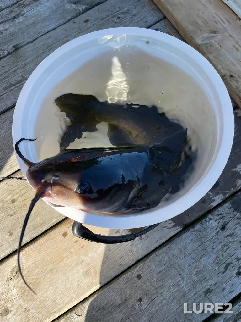 Channel catfish — Musquash River, Aug 31, 2023, 9:56 AM