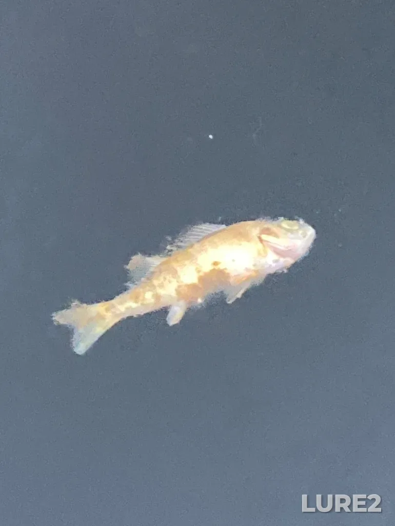 Yellow perch — Wolf Lake, Aug 30, 2023, 7:56 PM