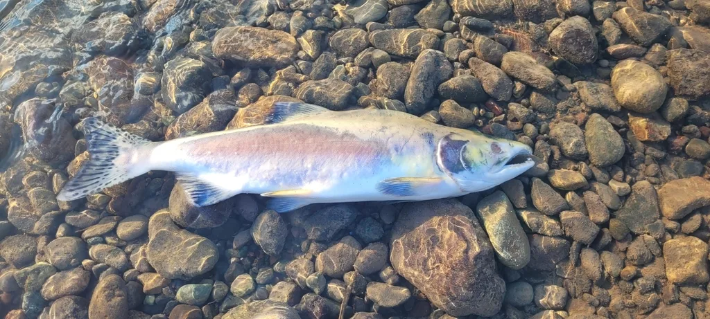 Pink salmon — Bulkley River, Aug 31, 2023