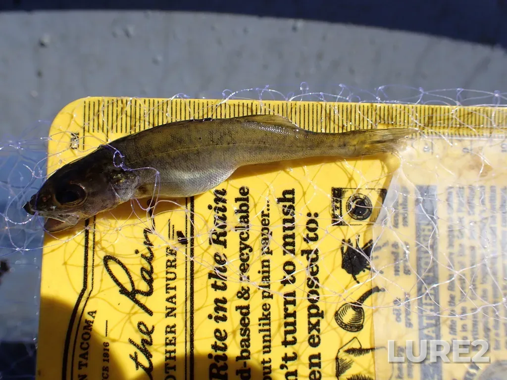 Walleye — White Lake, Aug 30, 2023, 12:08 PM