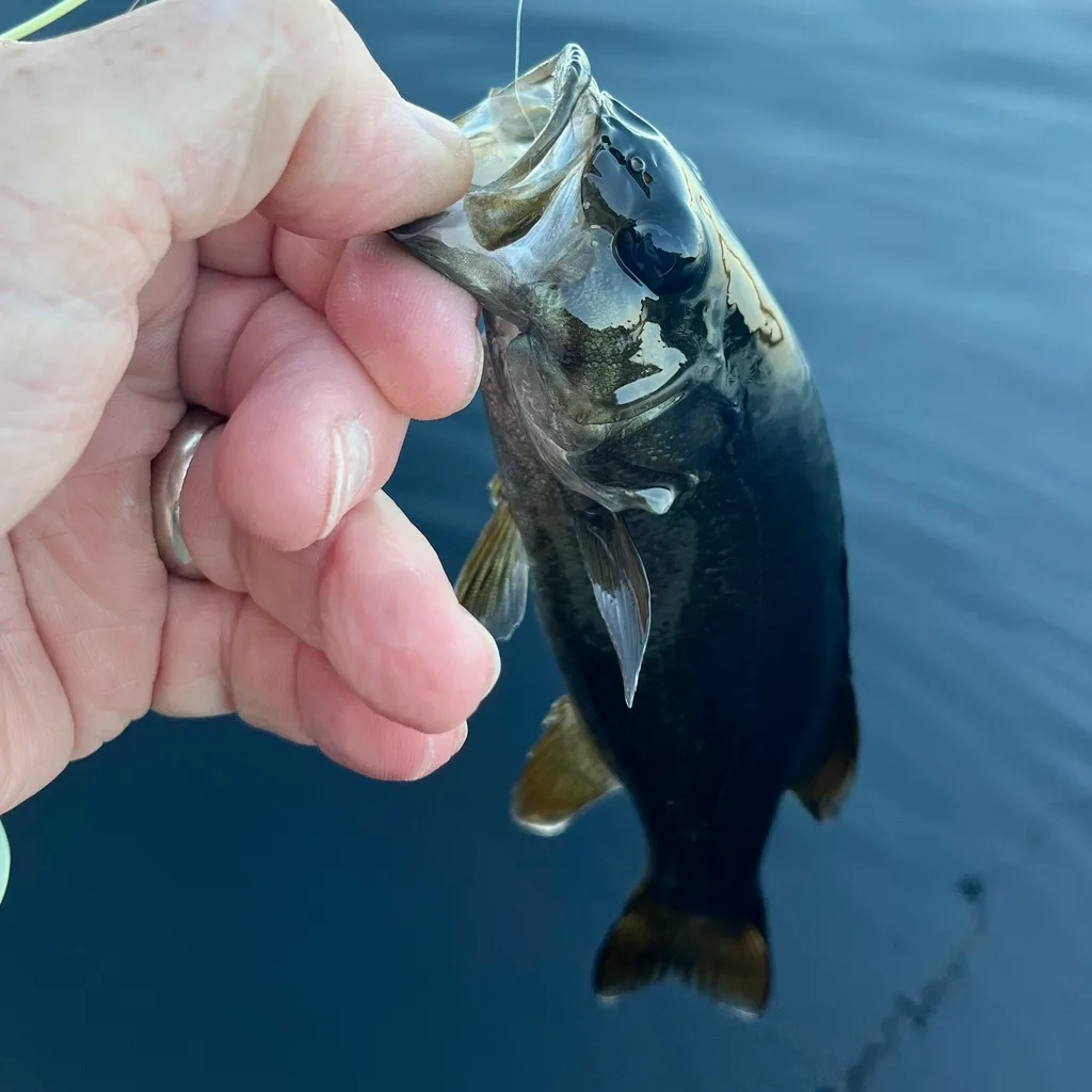 Smallmouth bass — Fancy Lake, Aug 23, 2023
