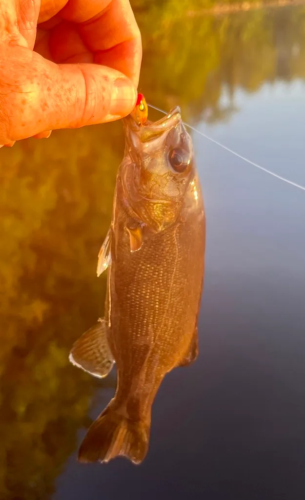 Smallmouth bass — Fancy Lake, Aug 24, 2023