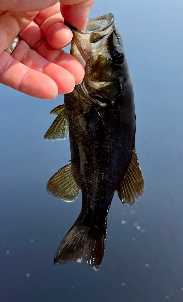 Smallmouth bass — Fancy Lake, Sep 2, 2023