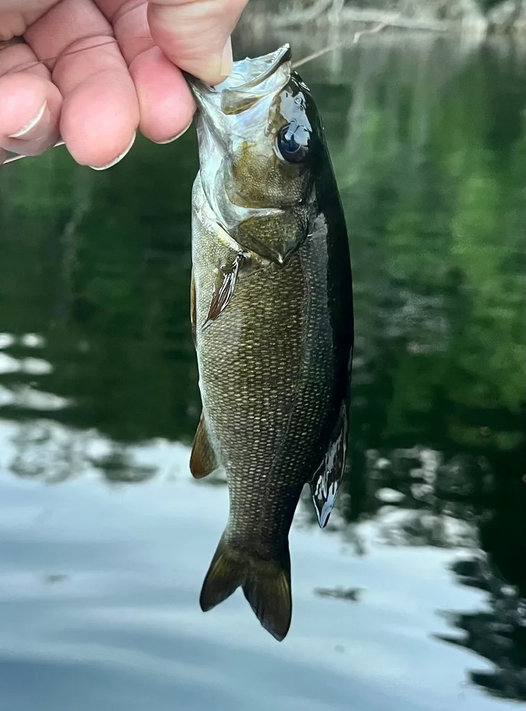 Smallmouth bass — Fancy Lake, Sep 2, 2023