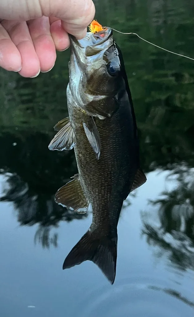 Smallmouth bass — Fancy Lake, Sep 2, 2023