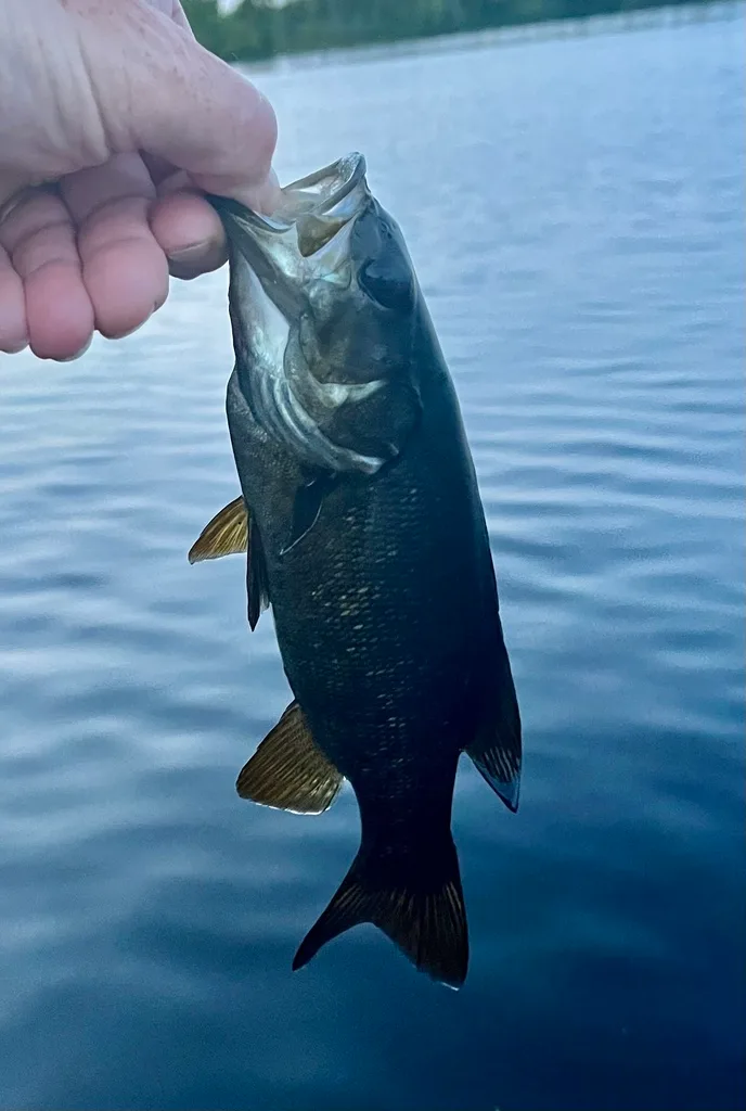 Smallmouth bass — Fancy Lake, Sep 2, 2023