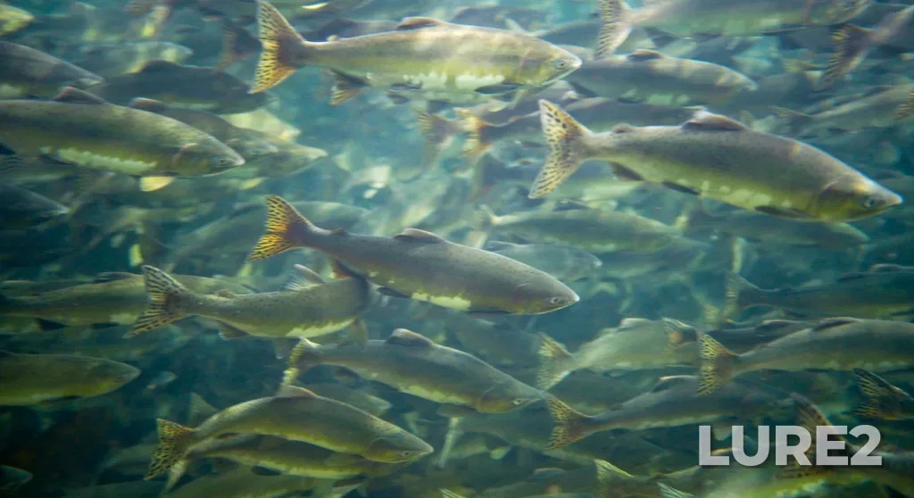 Pink salmon — Puntledge River, Sep 03, 2023, 12:56 PM