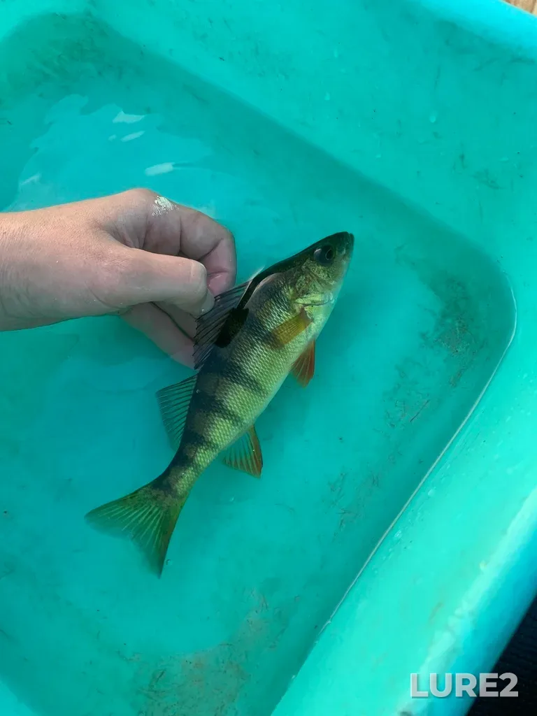 Yellow perch — Rivière Ouareau, Sep 03, 2023, 7:07 PM