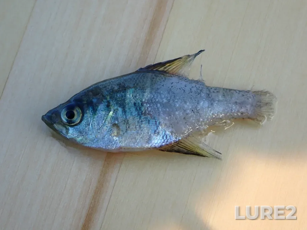 Black crappie — Jessica Lake, Aug 29, 2023, 6:55 PM