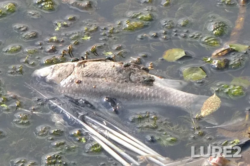 Crucian carp — Bittsa, Sep 03, 2023, 4:29 PM