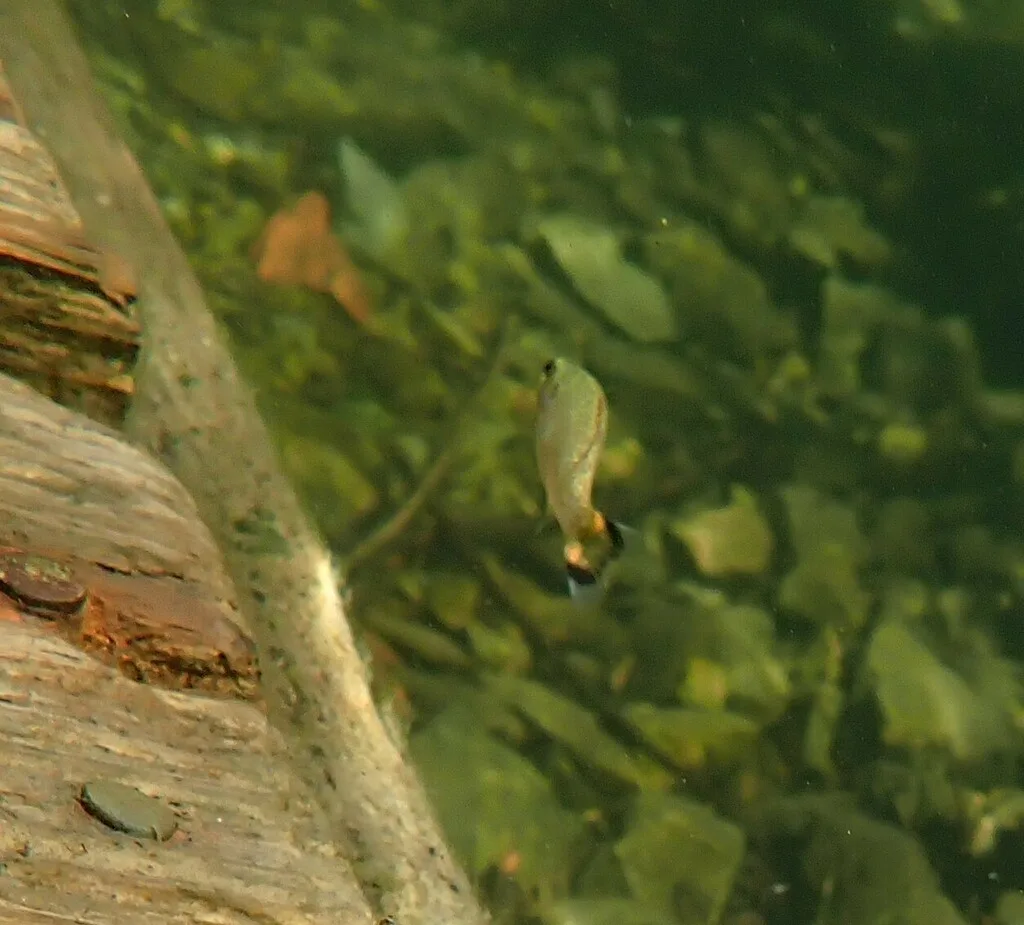 Smallmouth bass — Shawnigan Lake, Jul 14, 2023
