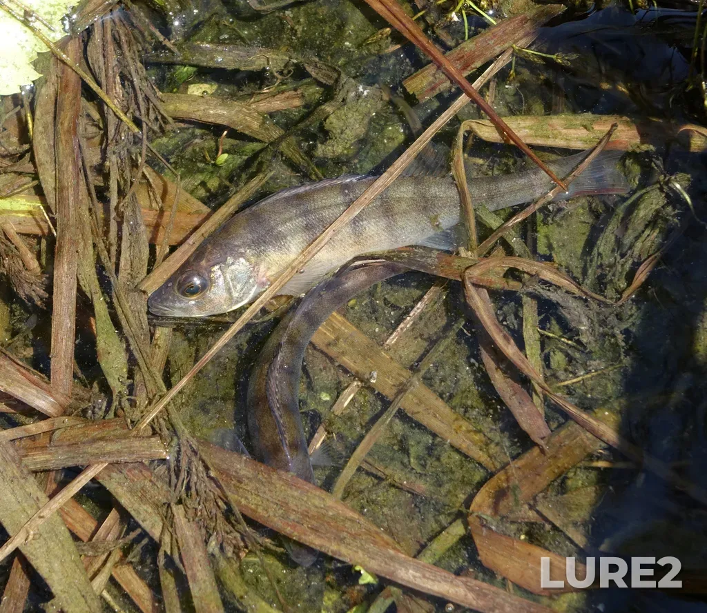 Perch — Maynskoye, Jul 07, 2023, 11:41 AM