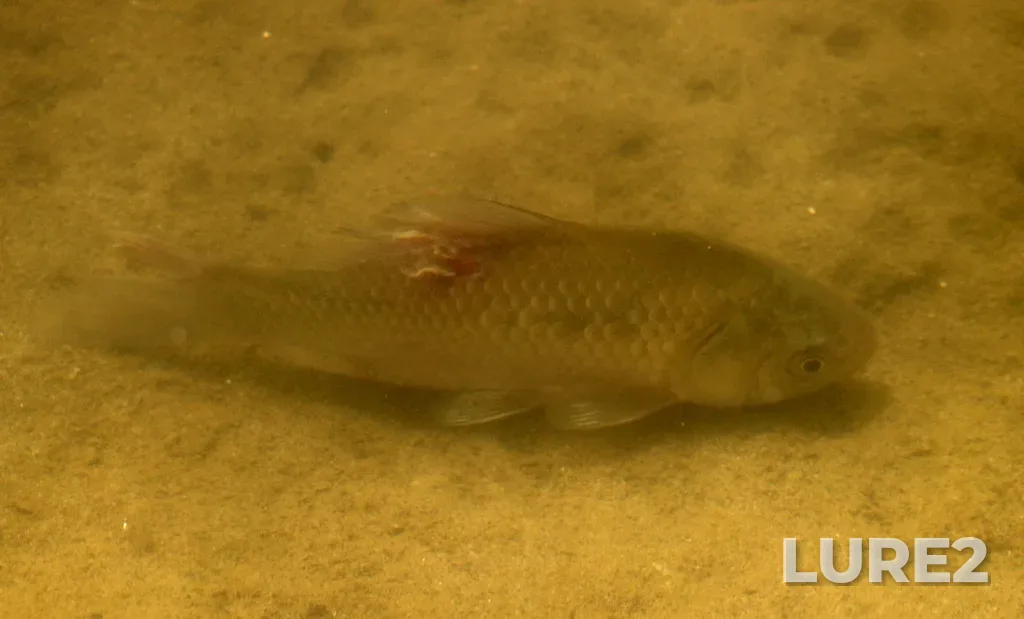 Crucian carp — Kuban, Sep 10, 2023, 1:50 PM