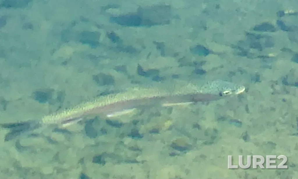 Rainbow trout — Bertha Lake, Sep 10, 2023, 12:25 PM