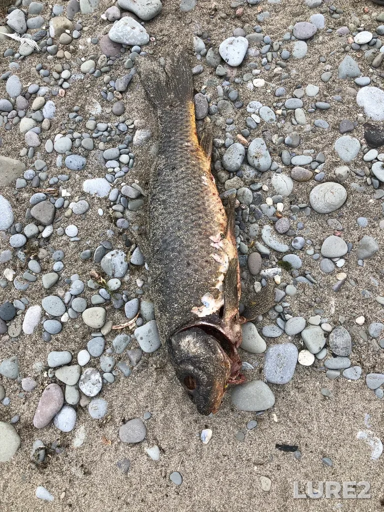 Carp — Redhill Creek, Sep 10, 2023, 2:06 PM
