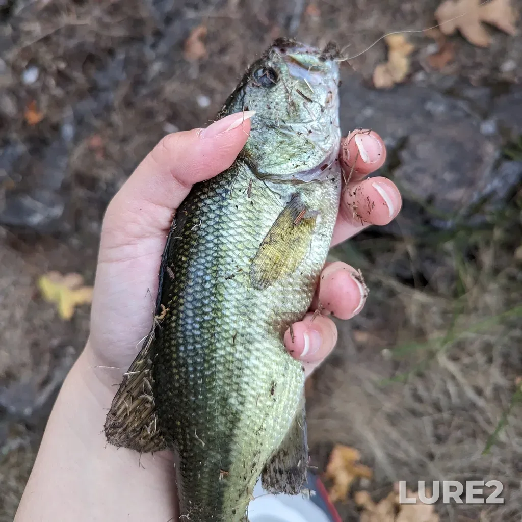 Largemouth bass — Elk Lake, Sep 10, 2023, 6:57 PM