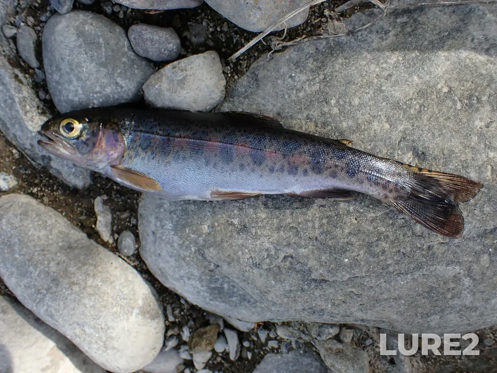 Rainbow trout — Thompson River, Sep 10, 2023, 3:23 PM