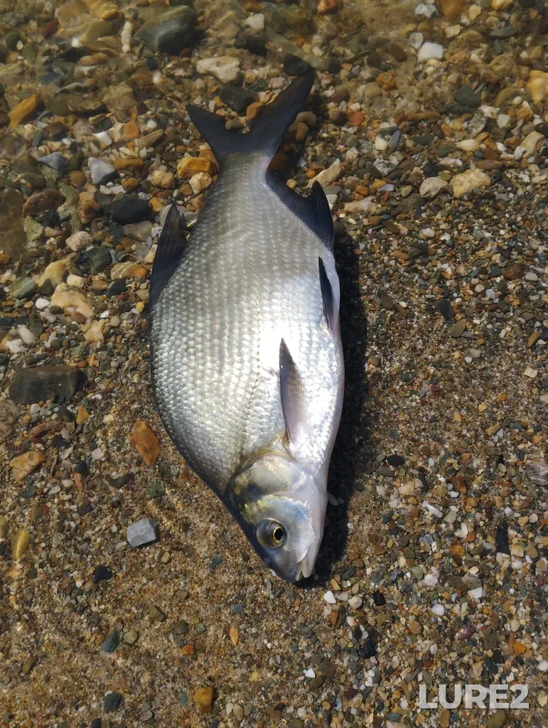 Bream — Novosibirskaya obl., Rossiya, 630090, Sep 11, 2023, 1:06 PM