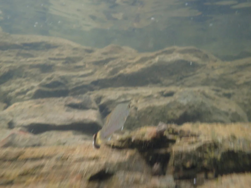Smallmouth bass — Steenburg Lake, Aug 20, 2018