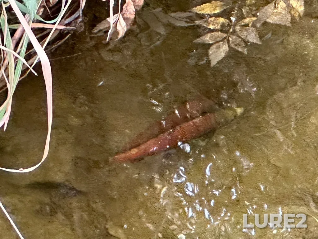 Sockeye salmon — Mission Creek, Sep 13, 2023, 11:20 AM