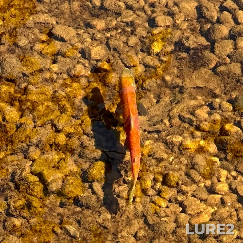 Sockeye salmon — Mission Creek, Sep 13, 2023, 12:00 PM