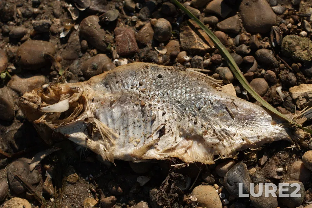 Bream — Volga, Sep 03, 2023, 12:15 PM