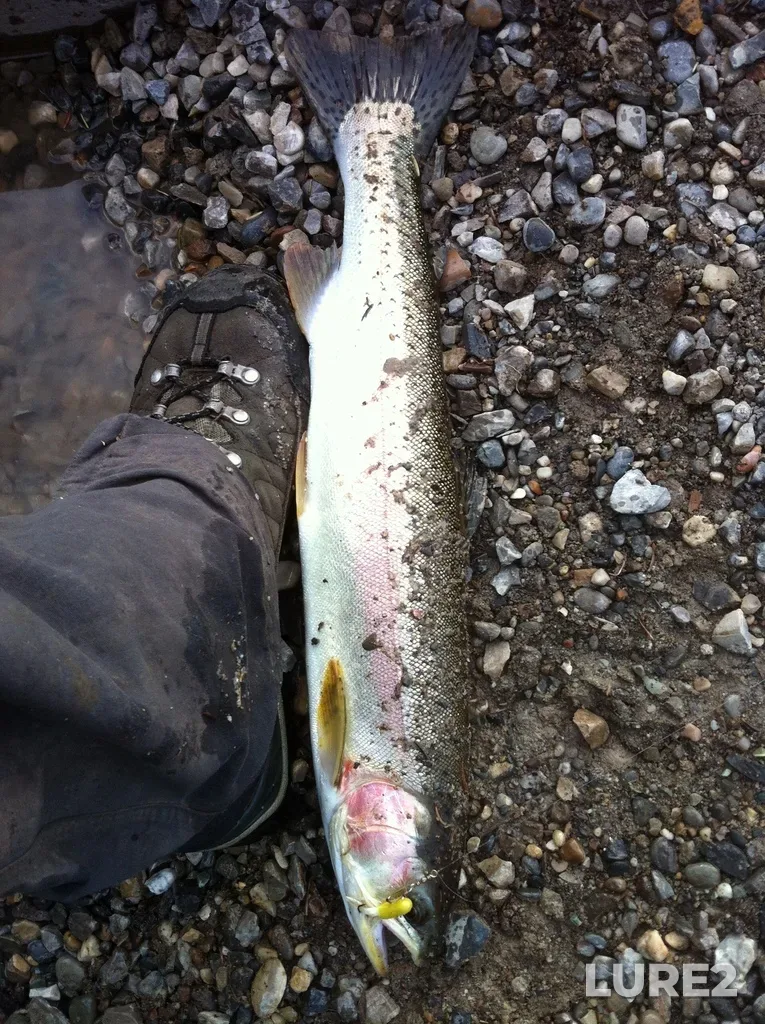 Rainbow trout — Premier Lake, Jul 21, 2013