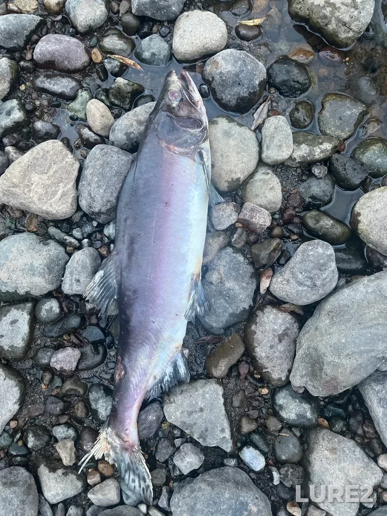 Pink salmon — Morice River, Sep 10, 2023, 7:33 PM