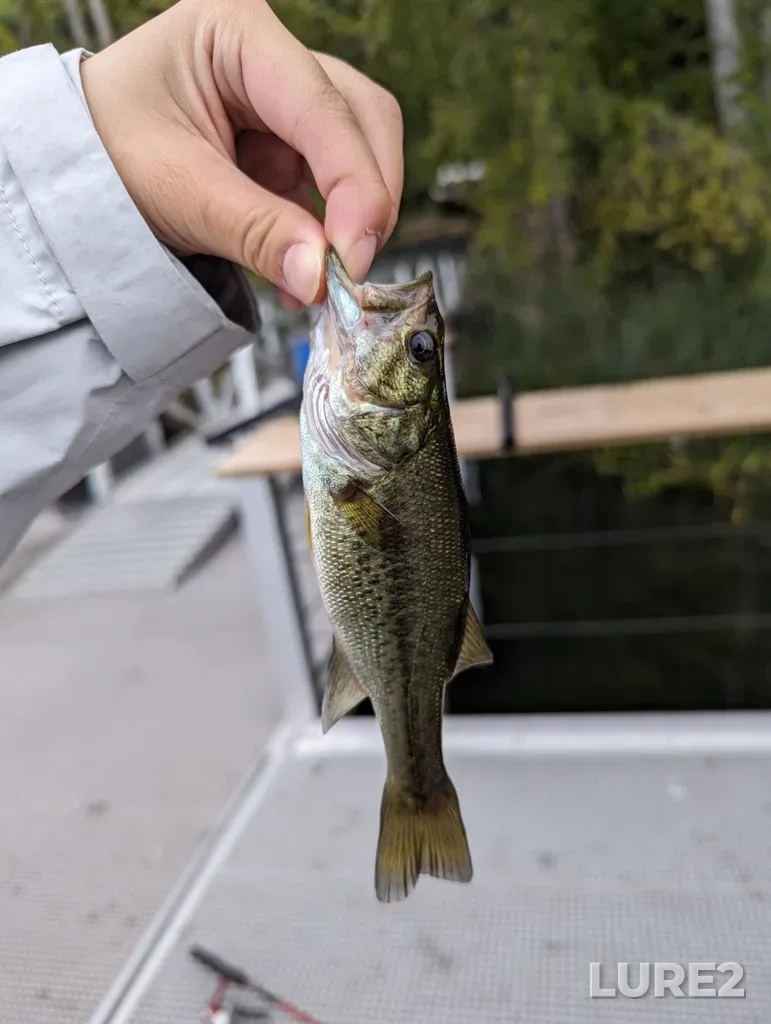 Largemouth bass — Elk Lake, Sep 16, 2023, 6:56 PM
