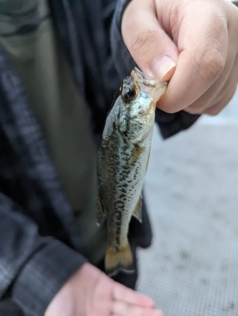 Largemouth bass — Elk Lake, Sep 16, 2023