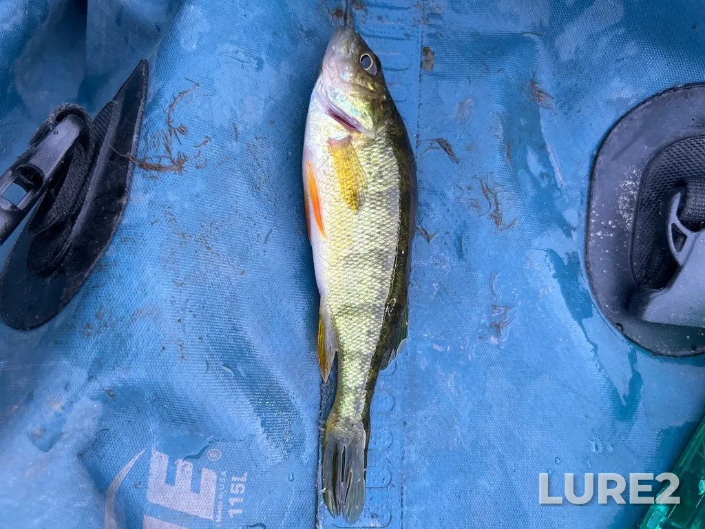Yellow perch — Arrow Lake, Sep 20, 2023, 6:53 PM