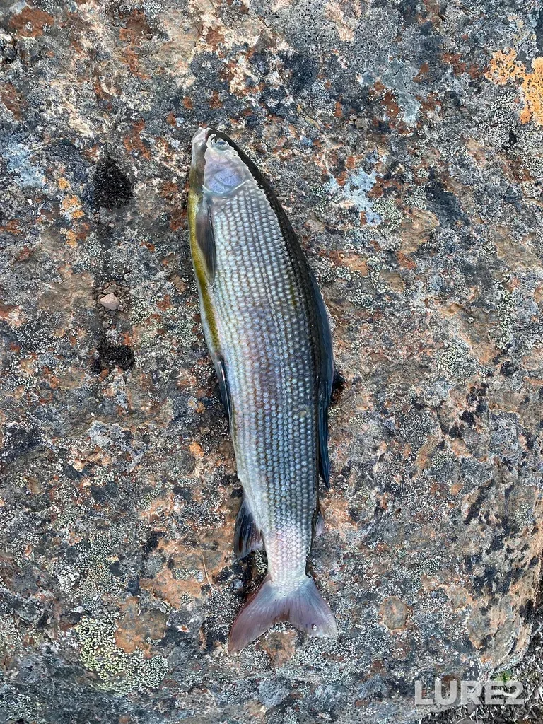Grayling — Taymyrskiy Dolgano-Nenetskiy rayon, Krasnoyarskiy kray, RU, Aug 05, 2023, 9:16 PM