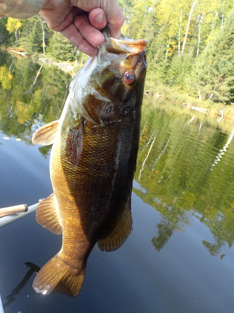 Smallmouth bass — Prelate Lake, Sep 21, 2023