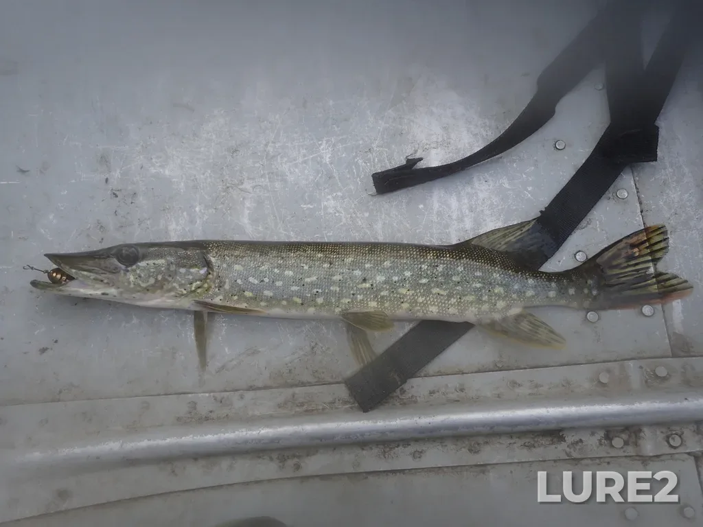 Pike — Prelate Lake, Sep 21, 2023, 9:12 AM