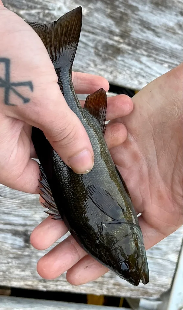 Smallmouth bass — Fancy Lake, Sep 21, 2023