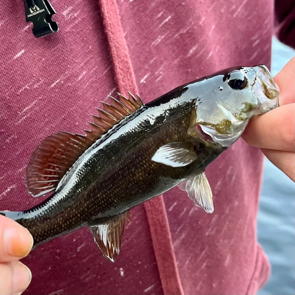 Smallmouth bass — Fancy Lake, Sep 22, 2023