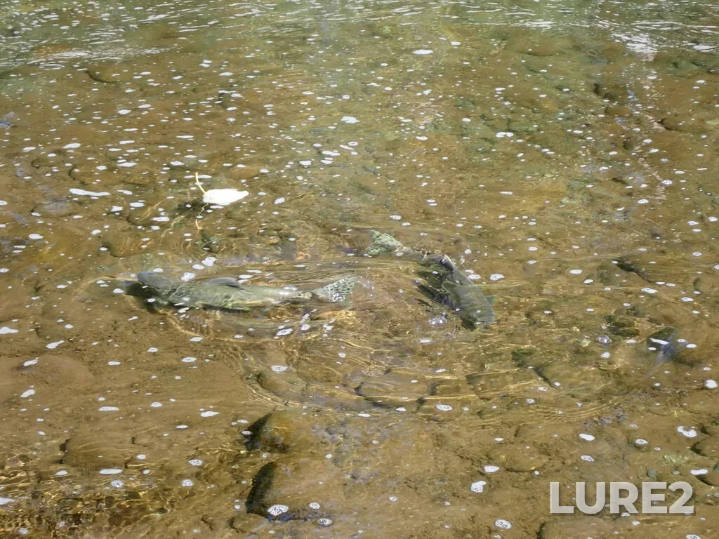 Pink salmon — Oyster River, Sep 22, 2023, 12:45 PM