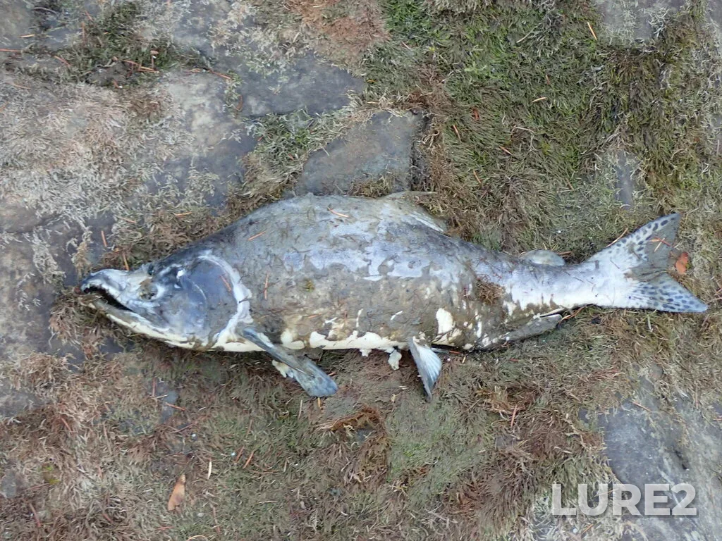 Pink salmon — Oyster River, Sep 22, 2023, 12:39 PM