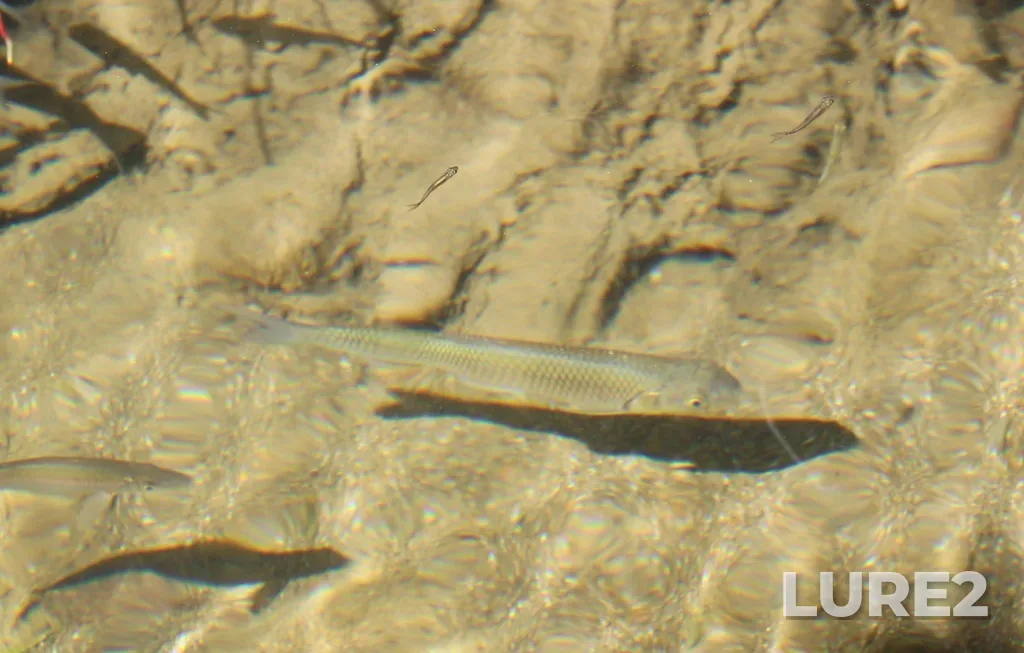 Chub — Maslova, Sep 19, 2023, 1:07 PM