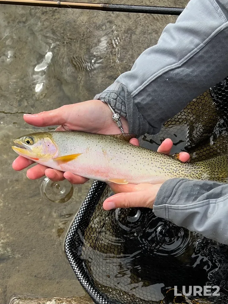 Cutthroat trout — Similkameen River, Sep 25, 2023, 11:28 AM