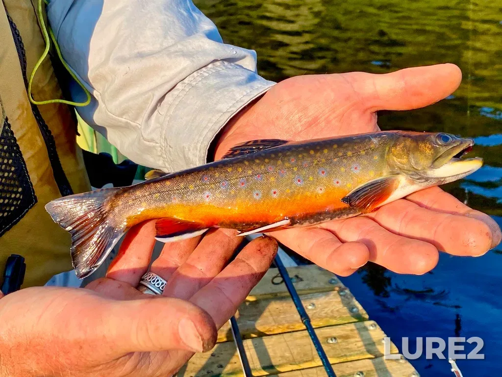 Brook trout — Lac du Bouchon, Sep 10, 2022, 5:07 PM