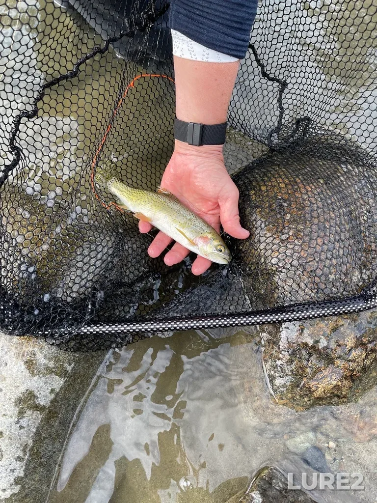Cutthroat trout — Similkameen River, Sep 29, 2023, 9:41 AM