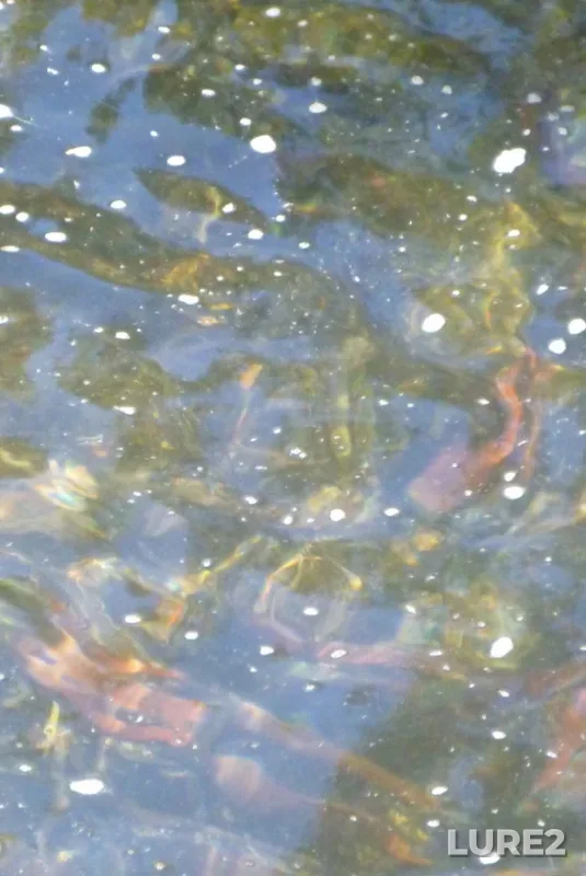 Sockeye salmon — Big Sand Creek, Sep 15, 2016, 4:57 PM
