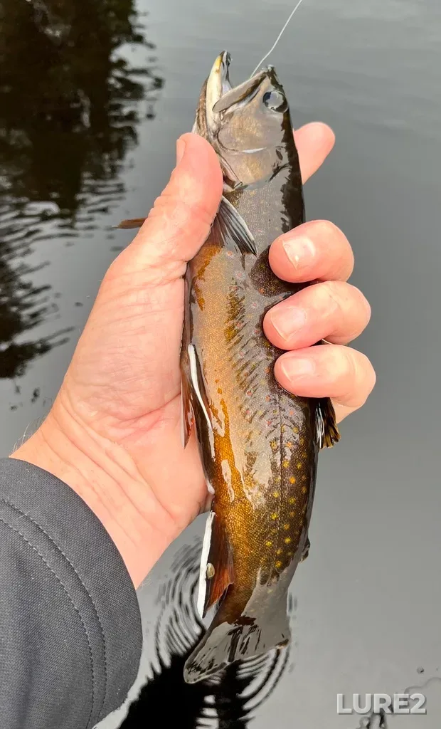 Brook trout — Woodens River, Sep 30, 2023, 2:17 PM