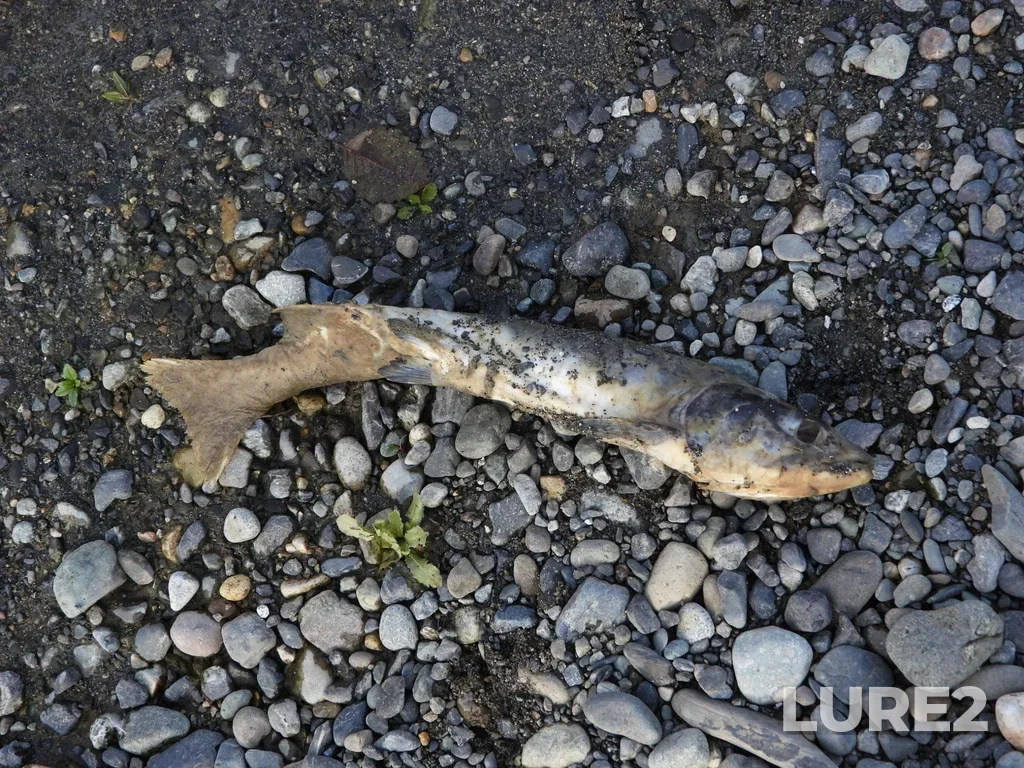Pink salmon — Vedder River, Sep 30, 2023, 3:53 PM