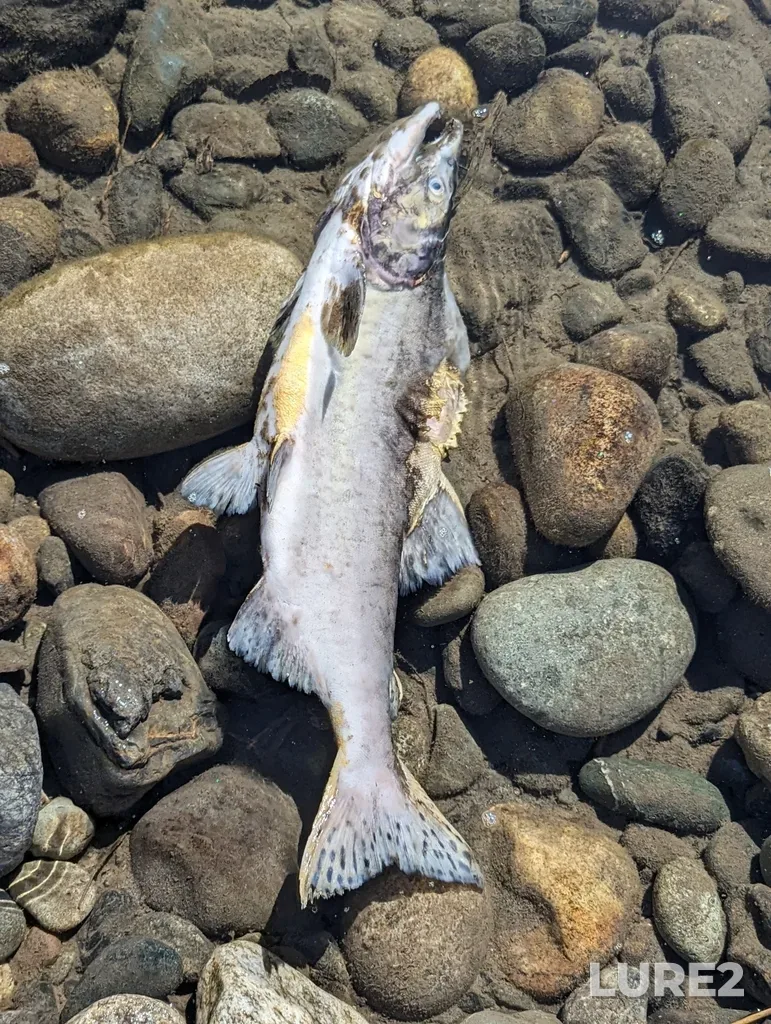 Pink salmon — Vedder River, Oct 01, 2023, 12:33 PM