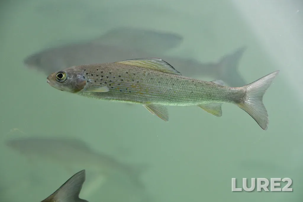 Grayling — Yukon River, Aug 05, 2023, 2:32 PM
