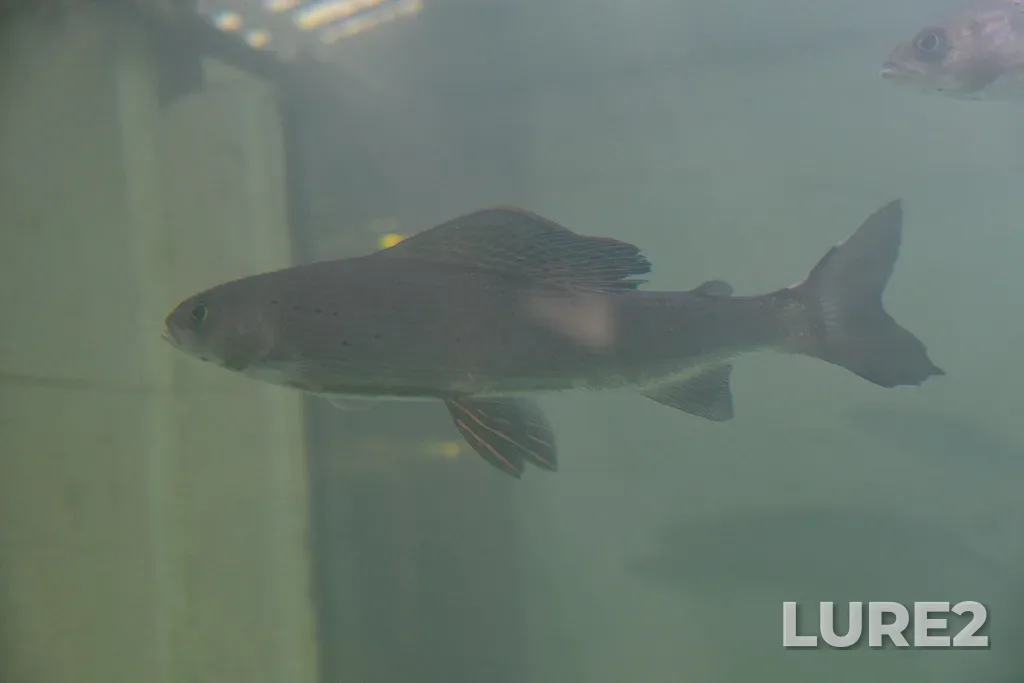 Grayling — Yukon River, Aug 05, 2023, 2:59 PM